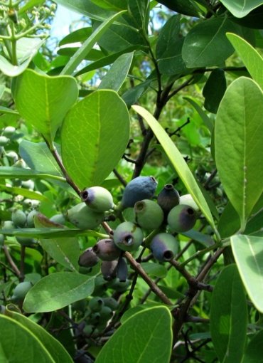 Suresh Forestry Network